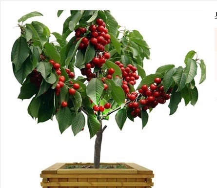 建议家有小院定要种上几样盆栽,沾土就能活,驱蚊又好看