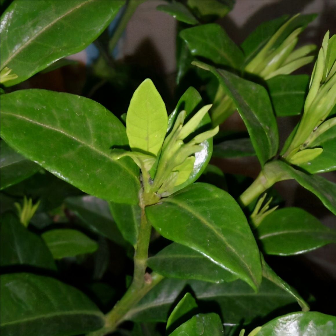 长虫|老花匠自制“3种溶液”，往花盆里倒一点，夏天也不怕长虫