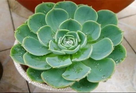 多肉夏天“整了容”,肉嘟嘟的叶片全萎蔫,教你几招,真好用