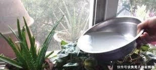 浇水|淘米水、啤酒水都别用,老花农只用它泡水,什么花都能浇,疯长