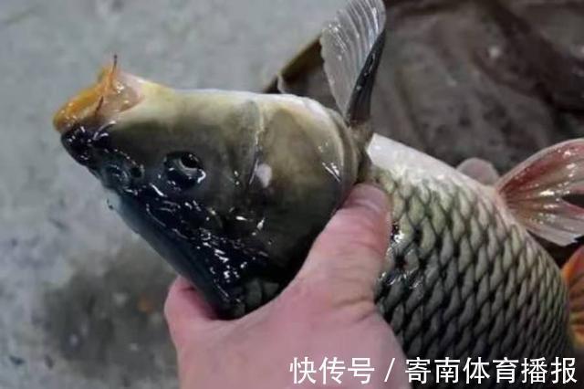 别总嫌天气太热,那是你没试过这鲤鱼饵,老钓手:比商品饵更管用