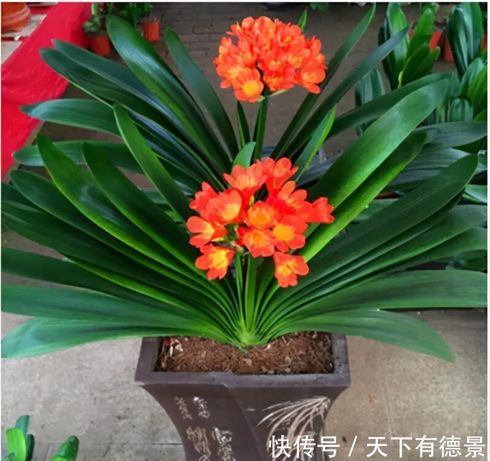 蟹爪兰|4种漂亮花，7月不要买，养不活费钱又费力，9月再买也不迟