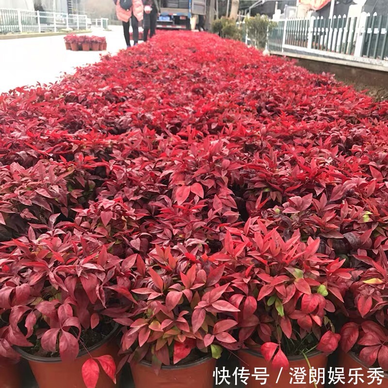 8种“中国红”年宵花,养在家里添喜气,红红火火好运来