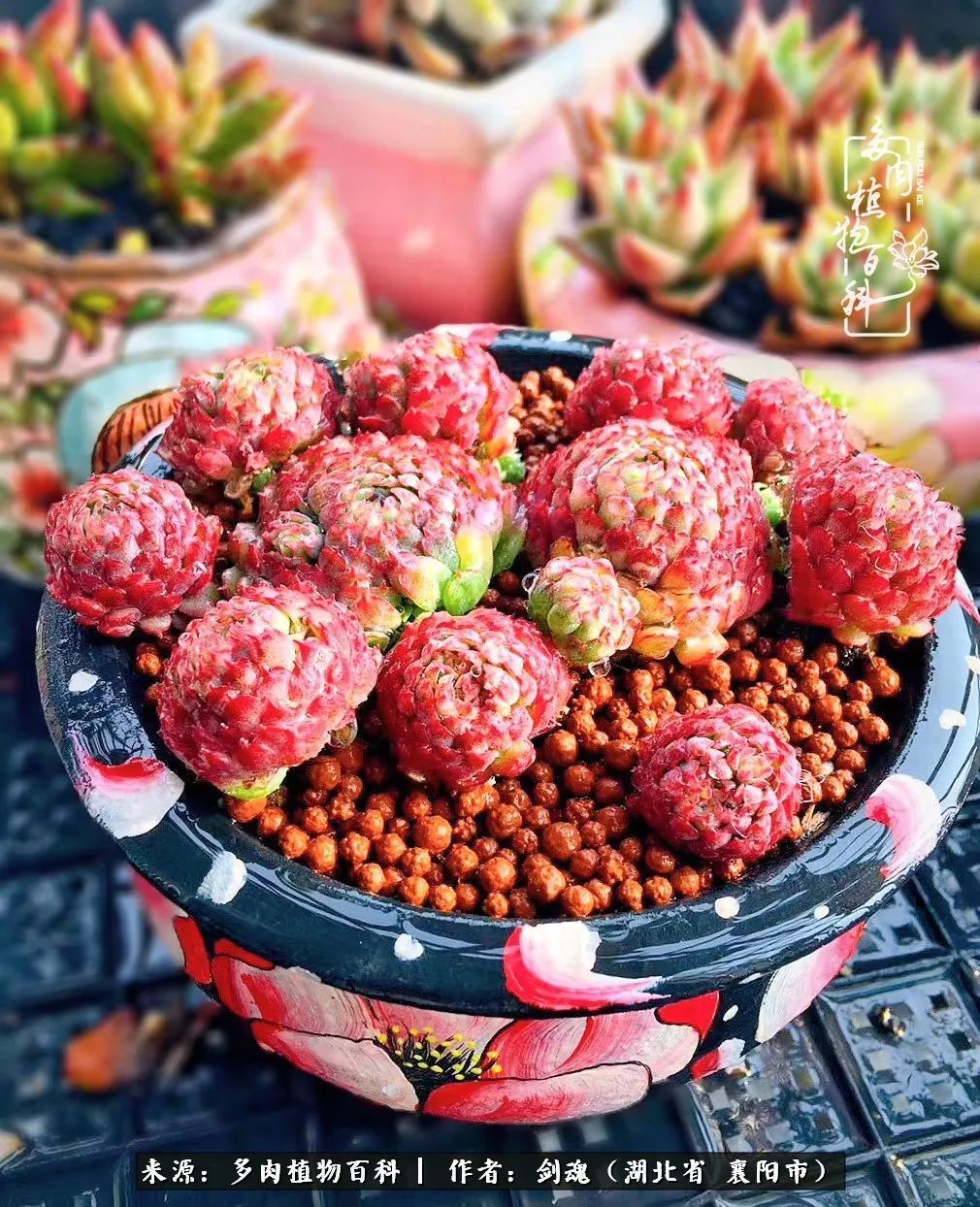 花盆|当美丽的多肉邂逅漂亮的手绘花盆,会是怎样的一种美