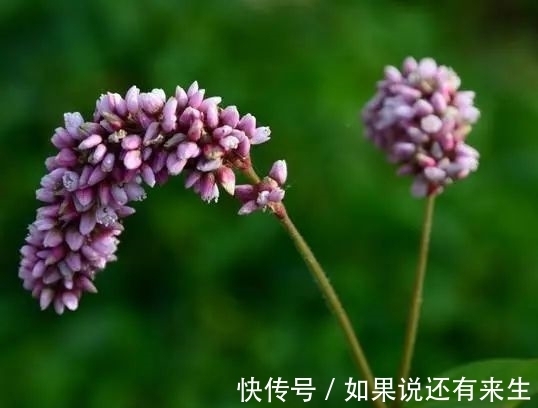 红蓼花!成束之美!难得一见!