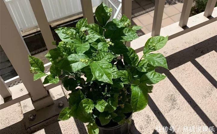 晒不死的6种花,扔阳台不用管,越晒花越多!