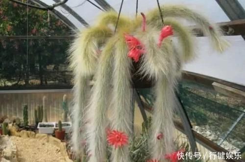 10种长相很怪异的盆栽植物,都很适合养在花盆里