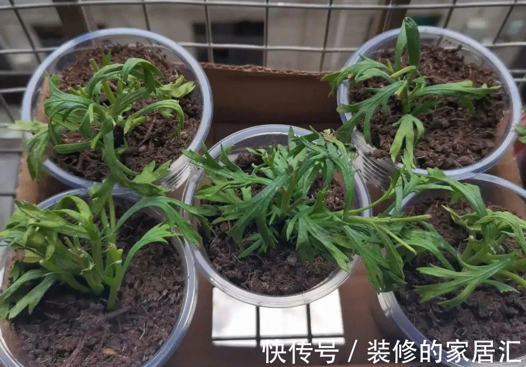 枝条|6种花别养老桩,越老越不开花,赶紧扦插备份