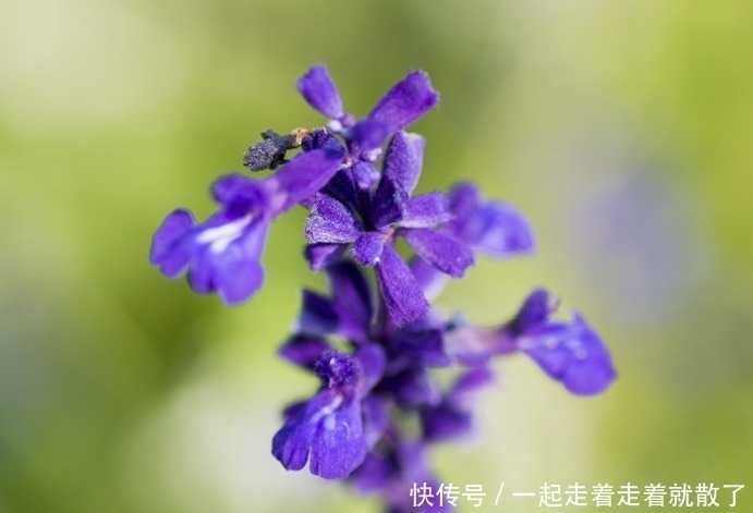 聚伞花序|此花是富有正义感的英雄花,花色极为罕见稀有,像根老鼠的小尾巴