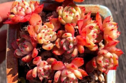 现在北方的多肉可以露养了吗？只要温度达到要求，就可以放心露养