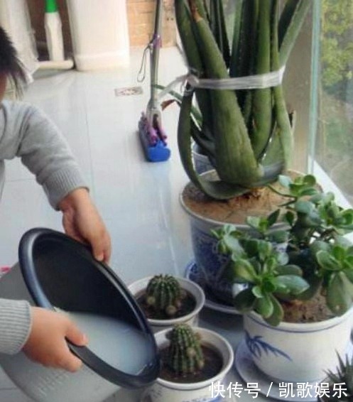 养花浇水，4个错别犯，不然养啥花都黄叶、烂根，学会一生受用