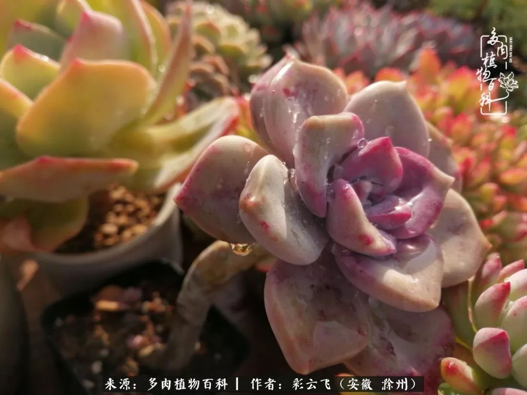 浇水后的多肉,照片秒变“照骗”!却被“骗”得很开心!