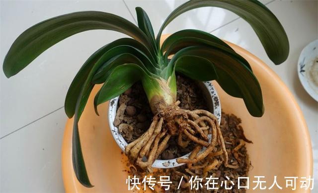 给君子兰换盆不做“3大改变”，就算每年换4回土也不顶用，快学下