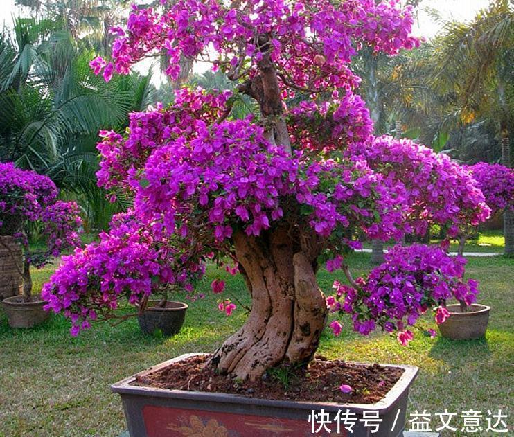 盆栽|家庭养三角梅，不达到这4个条件，盆栽很难四季开花