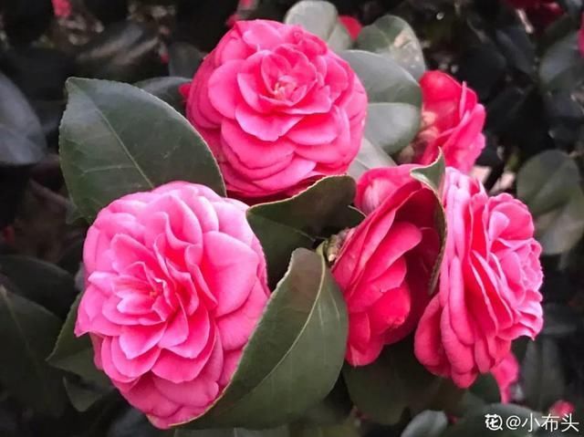 杜鹃|公认难养的20种花,养一盆死一盆,下次还敢买