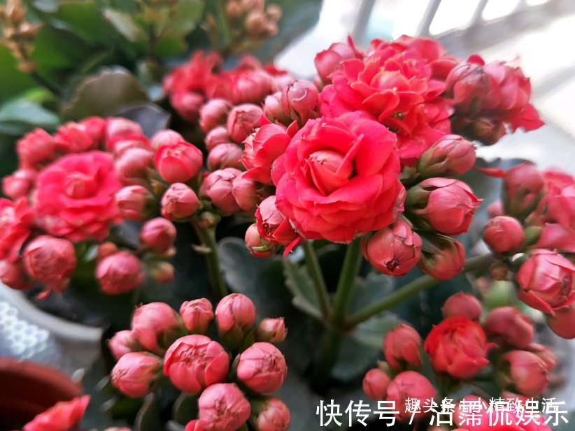花芽|长寿花有2怕,8月要做这件事,做好了枝繁叶茂,花开不断