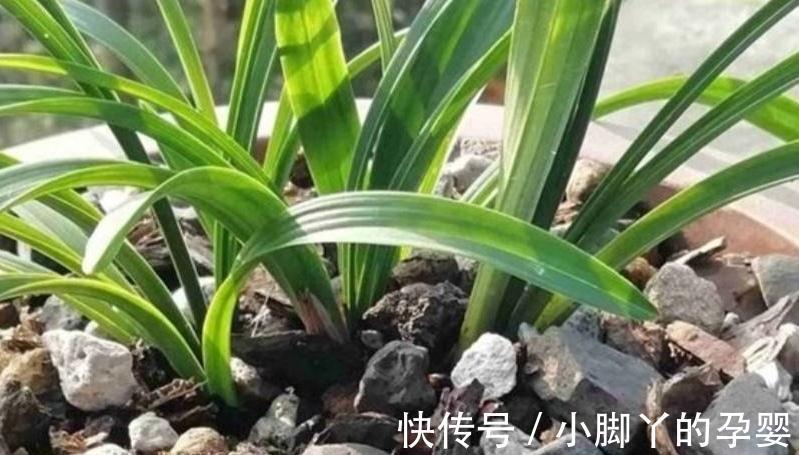 什么淘米水黄豆水都不如3种水,1个月浇2次,啥花都喜欢