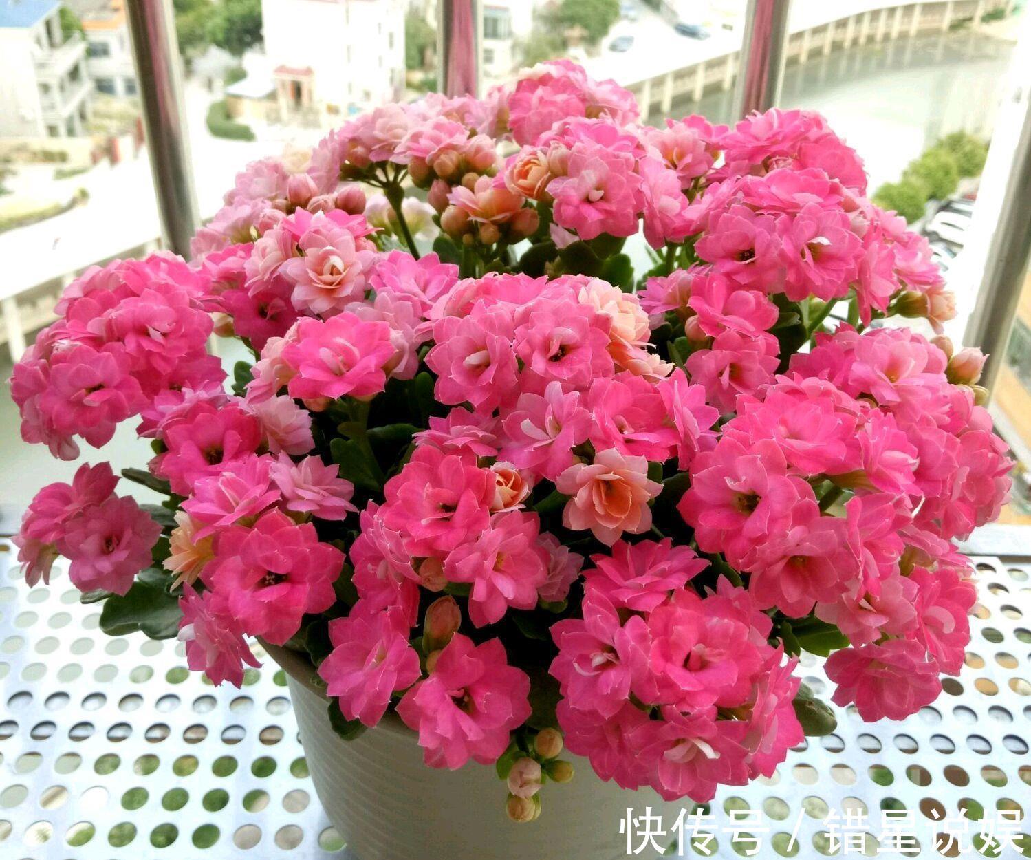 寓意|10大“吉祥花”适合养客厅,格调高,株型美,旺财又护家