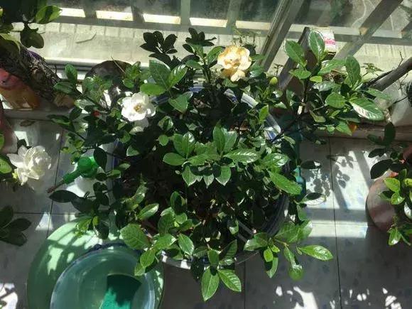 3种花比香水好闻，随便养1盆，异味跑光光，家里清香四溢！