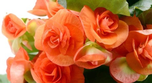 这3种花不仅花期长，而且叶片往盆里一插就能活！