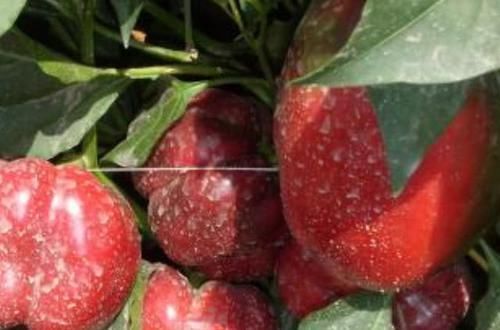 餐桌上的“阿司匹林”,每天坚持吃,消血栓、通血管,改善心血管