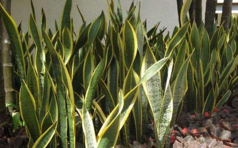 卧室摆上5种漂亮花,改善空气有助睡眠,一养就上瘾