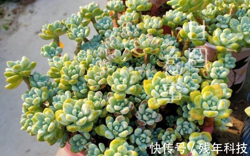 七款适合女生的多肉植物,便宜皮实好养护,易出状态颜值高