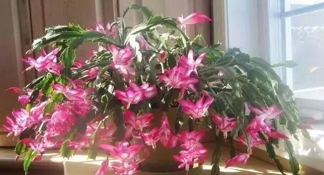 盆底|盆里扔2样东西,养花10年不烂根,叶子油光瓦亮,花苞挂满枝头