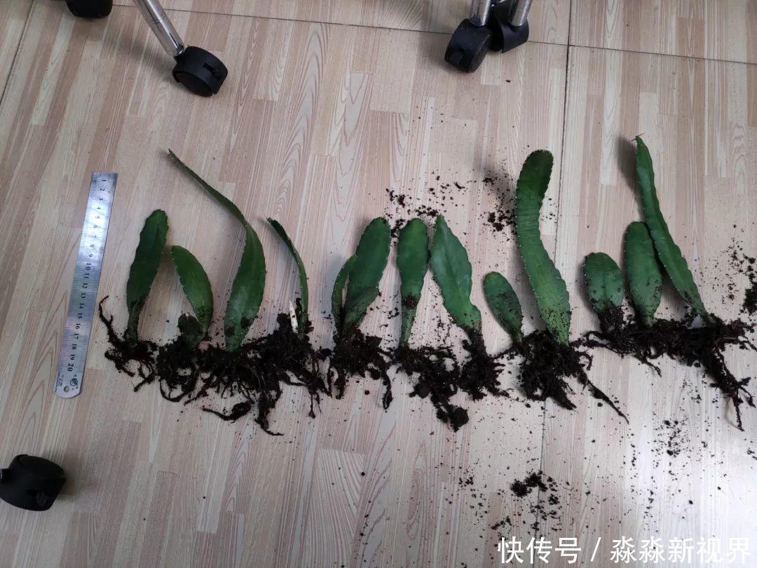 荷花|大爷养的“荷花”，窜的房顶高，垂下来变成花瀑布！