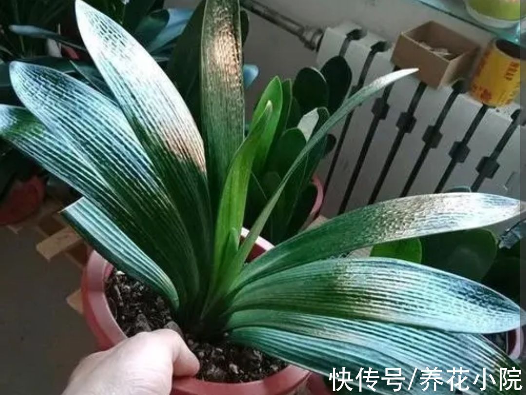 环境温度|家中温度“太低”,5种花要“干养”,才有利于安全越冬