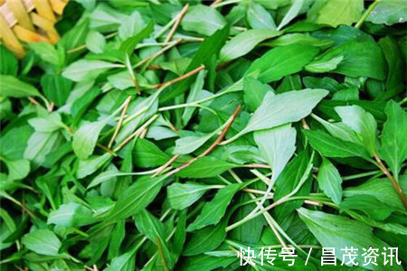 野菜|农村到处都是宝,常吃3种野菜,养肝护肝,肝脏舒服,身体才健康