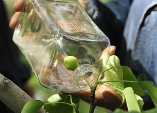 “梨酒”中的梨子,究竟是怎么进瓶子的实情可能会让你无语