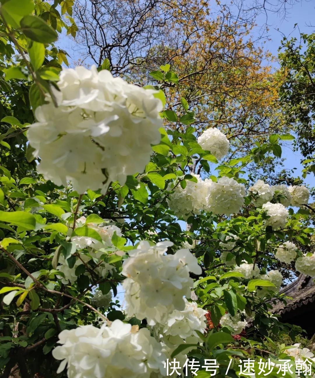 如锦|还记得之前朋友圈刷屏的樱花吗？现在它们也开了