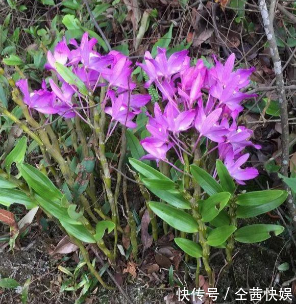 棕榈皮|门前石头上长了一丛草,朋友出1000元来买,开起花来真漂亮!