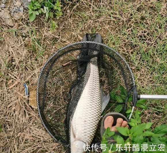 难吃|佛山河道麦鲮鱼大爆发,钓鱼人钓再多也不想吃,肉质不行