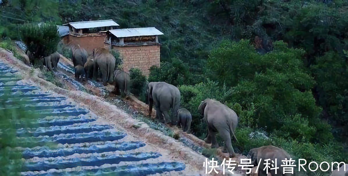 温暖期|天宫粮仓漏了？河南多地下起了“长粒香型”大雪，为何有人会害怕