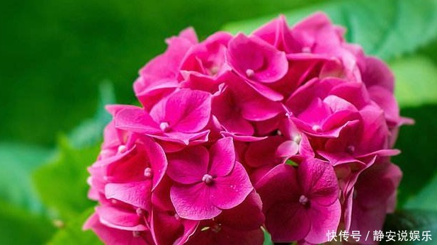 新手|新手养护,就养能开“大花球”,比菊花好养的花卉,一开300天