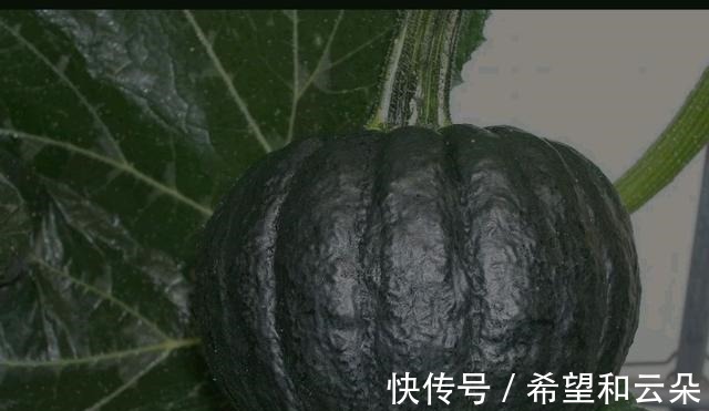 宝妈|贝贝南瓜，板栗南瓜，奶油南瓜，宝宝最喜欢哪种！