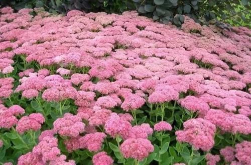 龙舌兰|这些特耐旱的盆栽植物,养室内干旱几周都不会挂