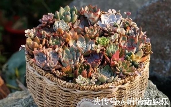 花友|家庭种植多肉植物就用“此东西”！又漂亮又有创意！