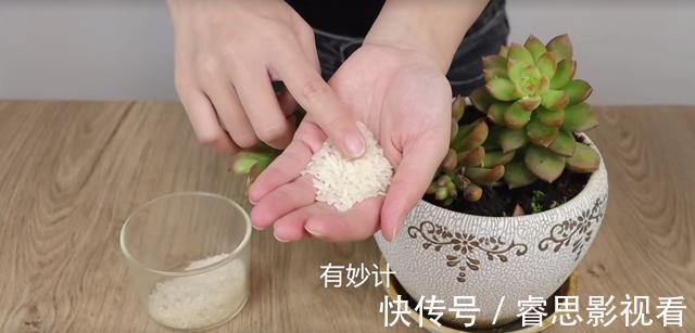 花盆中撒一把,再难养的花,几天就能根壮叶绿长爆盆,太厉害了