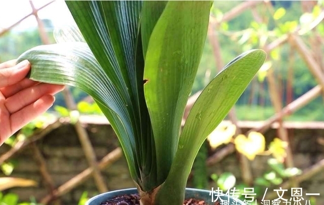 叶片|想要君子兰多发芽,避开“三种水”,当月催出花箭,绽放层叠群兰