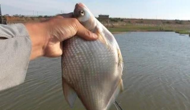 浮漂|天一热,我只要有这鳊鱼钓法,隔三五天就想钓,切记莫忽视哦