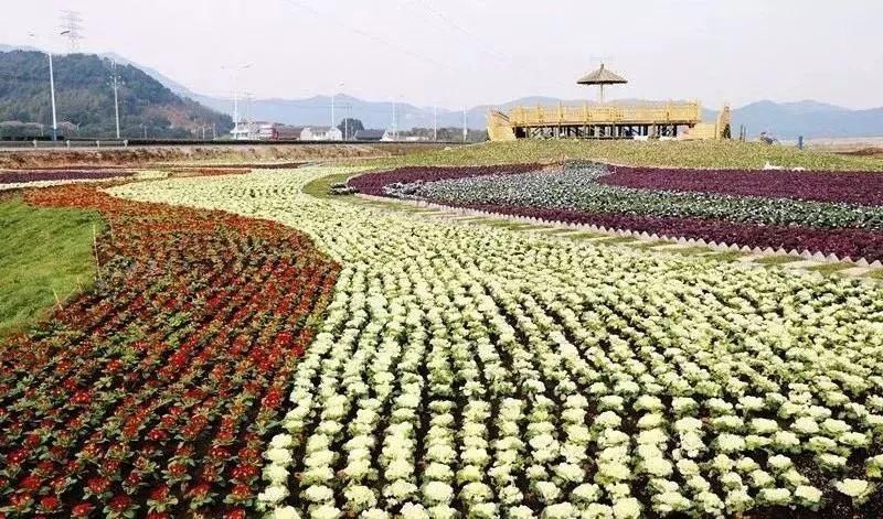 留在普陀过年丨挖到春节好去处！打卡网红田园，中式院落赏梅花，田园里摘草莓...过瘾！