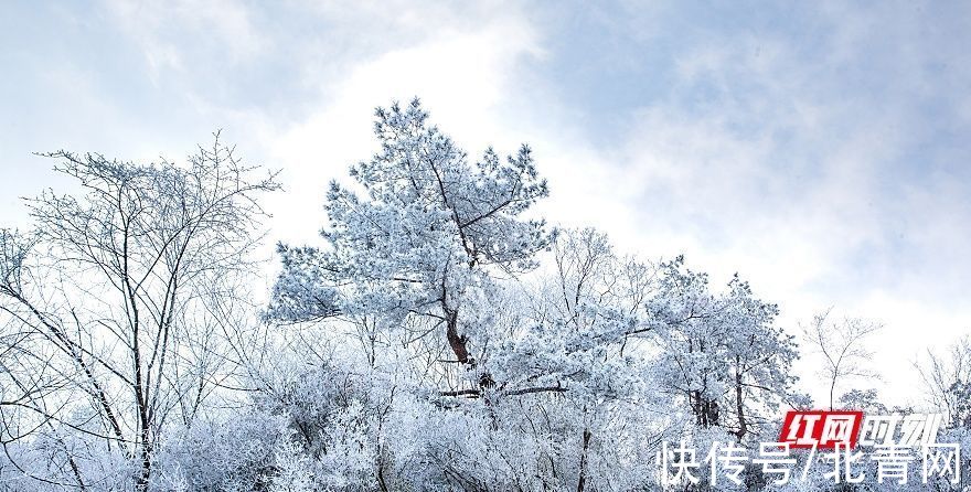 铁瓦仙|炎陵云上大院铁瓦仙 初春雪景如画