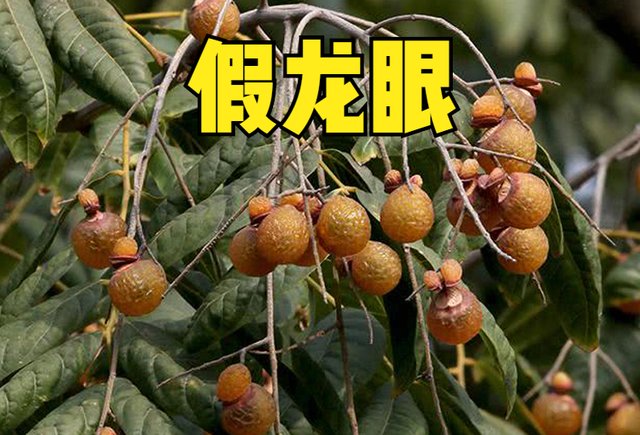 农作物|一种有毒植物，果实俗称“假龙眼”，曾捡去卖钱，如今落地没人要