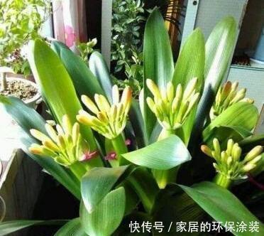 肥厚|养君子兰,2种水换着浇,根壮实、叶肥厚,入冬花开爆盆