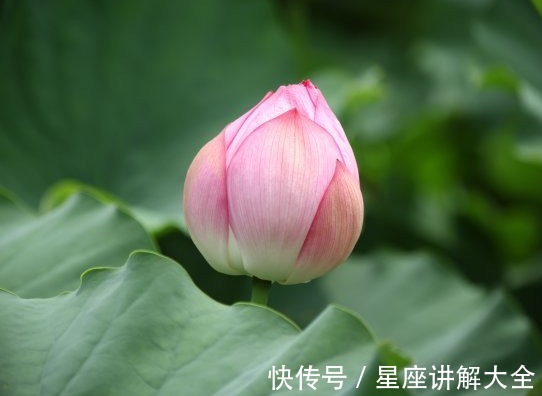 桃花|10月一到，喜鹊门前叫，桃花开横财来，4属相日子喜气洋洋