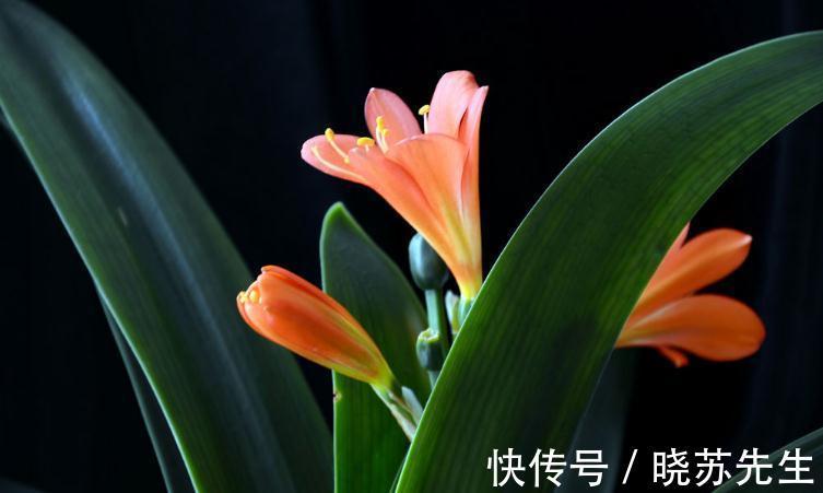 君子兰冬季养护做好这些工作，让你养的花开不断