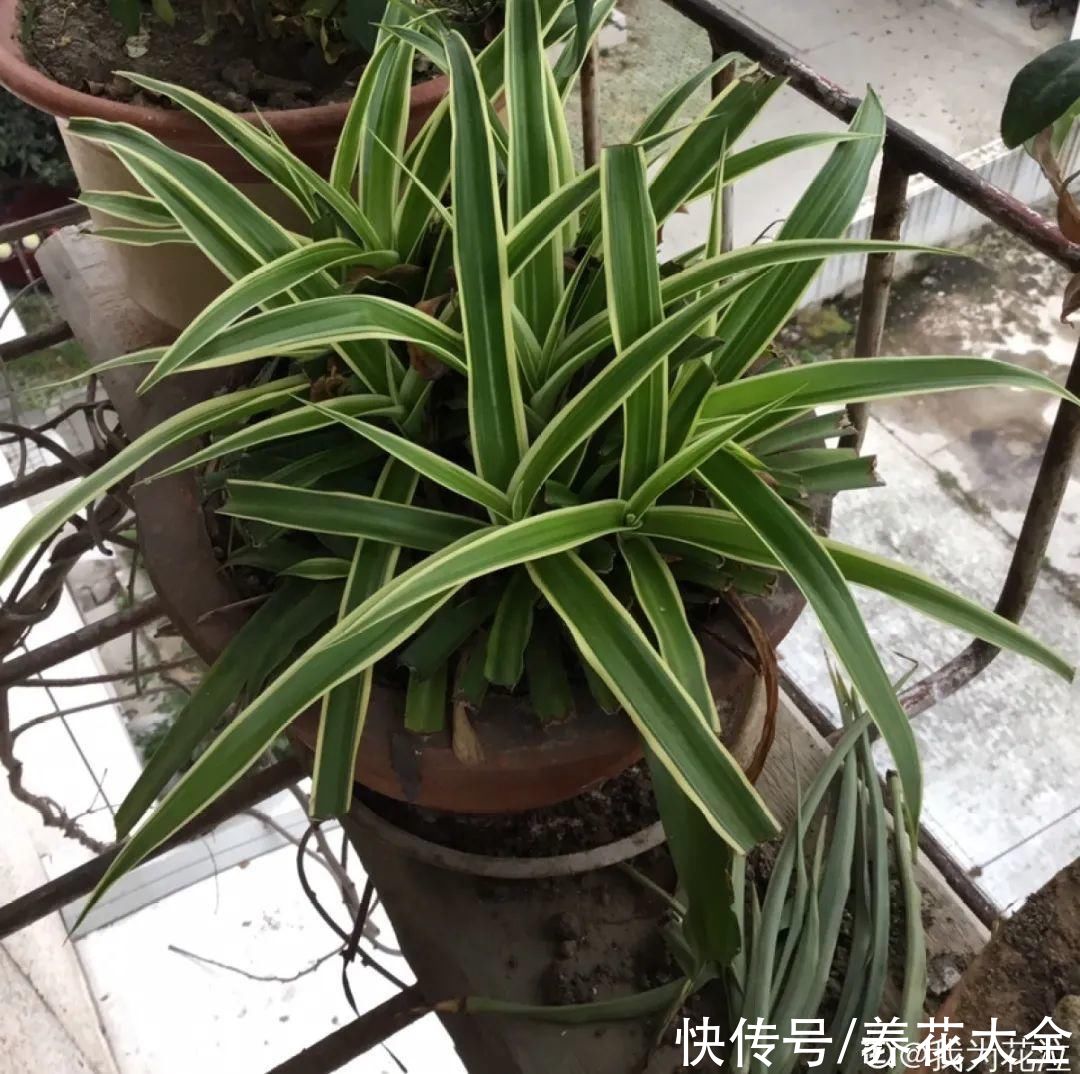 3月是给花剃头的好时机，现在狠心剪，下月就开花